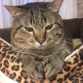 ずんどうどっしり甘えん坊男子、まつ