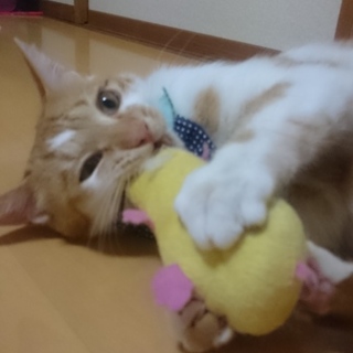 とても人懐こい１才の男の子です！