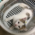 兄妹 キジシロのオス