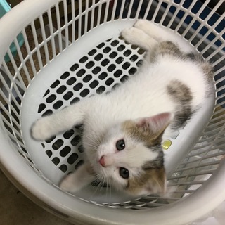 兄妹 キジシロのオス