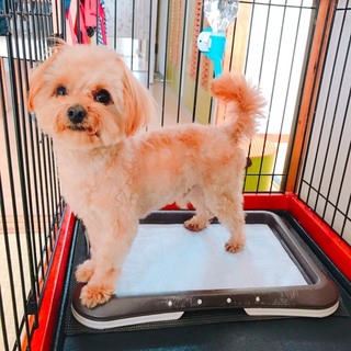 たくさんの里親希望ありがとうございました。