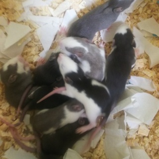 生まれて2週間のファンシーラットの子供です