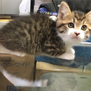 兄妹 キジシロのオス