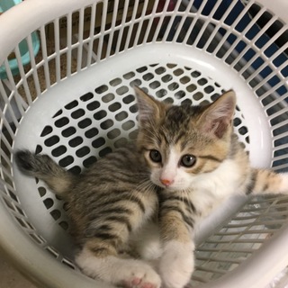 兄妹 キジシロのメス