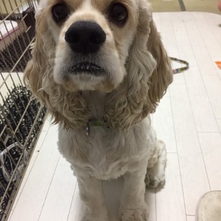 応募多数の為一旦終了します。アメコカ1歳半です！