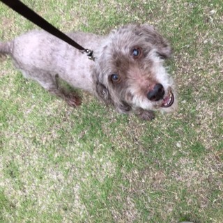 里親募集中です。