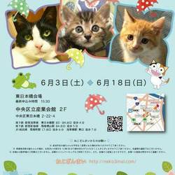 ねこざんまい譲渡会in東日本橋