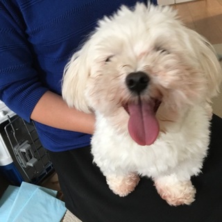 マルチーズのマルちゃん　オス♂　2歳