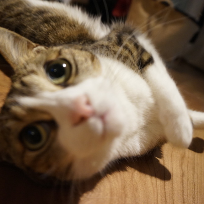 おぐうのカバー写真