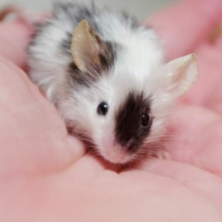 サテン白黒ブチのカラーマウス