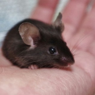 サテンブラックのカラーマウス