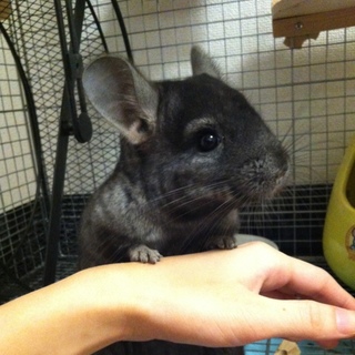 チンチラ オス甘えん坊です♪