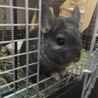 チンチラ オス甘えん坊です♪ サムネイル3