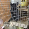 チンチラ オス甘えん坊です♪ サムネイル7