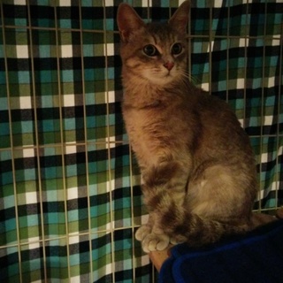 人も猫も大好きな１歳の女の仔☆