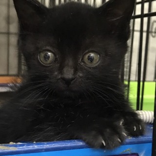 黒子猫ちゃん
