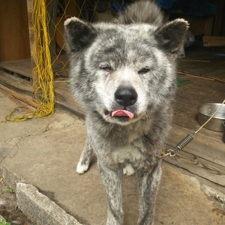 人が大好きな優しい子です。