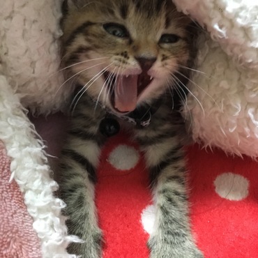 ニャン