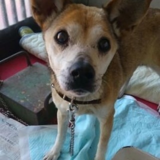 老犬推定8歳