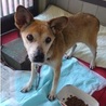 老犬推定8歳 サムネイル2