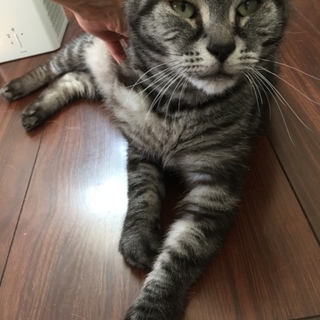 飼育放棄アメショー10才人懐っこさ抜群のくろべ！