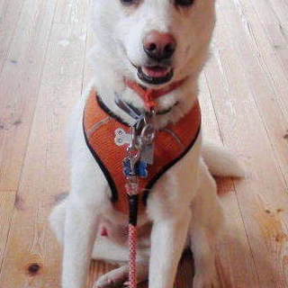 穏やかでやさしい雰囲気の男の子、こちです