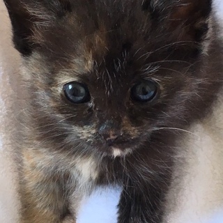 ４姉弟の賢いサビちゃん１ヶ月半