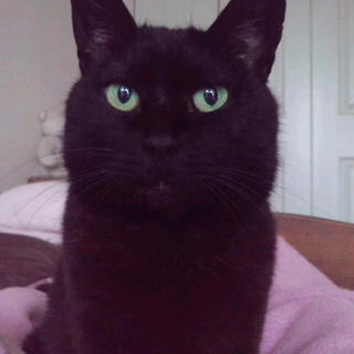 最高の家族が見つかりました