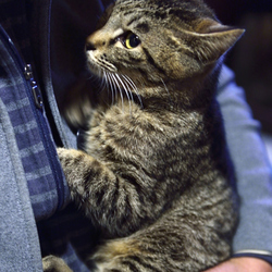 横浜で幸せになった、きじこちゃん
