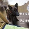 琉球犬MIXメス６か月子犬ムリカちゃん サムネイル2