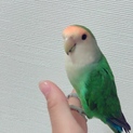 とても人懐っこいコザクラインコ