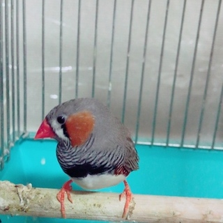 とても癒されるキンカチョウ