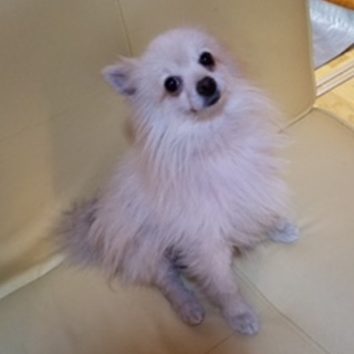 人も犬も大好きなポメラニアン　現在トライアル中！