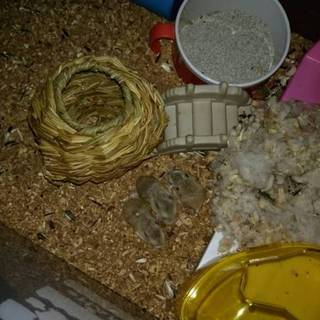 05/25生ﾛﾎﾞﾛﾌｽｷｰﾊﾑｽﾀｰ