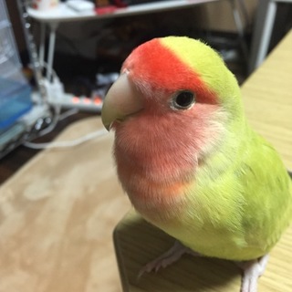 コザクラインコ 1歳です