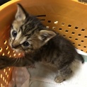 小さい子猫です