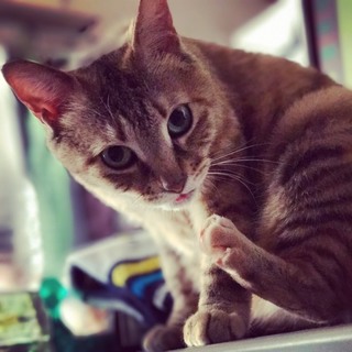 キュートで、お返事できる人間大好き猫