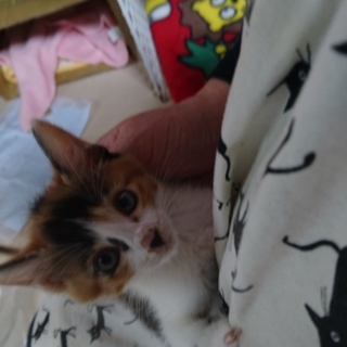 ありがとうございました