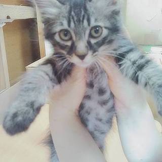 里親決定。ママが育てたキジ猫そふと君