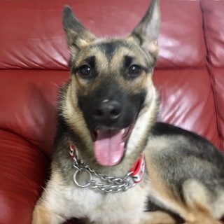 ジャーマンシェパード