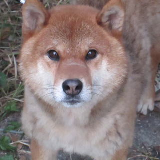 三歳の柴犬のオス(血統書あり)の里親募集中！