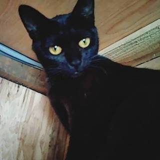 ありがとうございます。黒猫クロちゃん