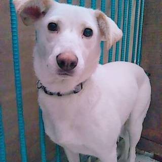 訓練の為募集停止☆シュガーちゃん