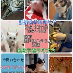 猫の譲渡会三重県名張市　ひだまりにゃんこ