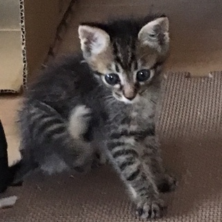 ４姉弟の可愛いキジくん１ヶ月半