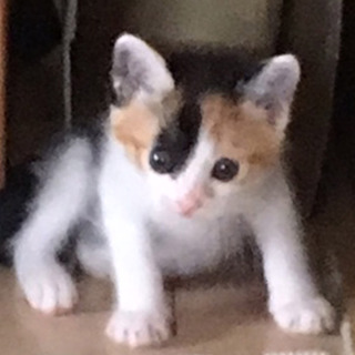 ４姉弟のきれいなミケちゃん１ヶ月半