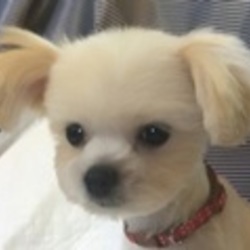 アグリドッグレスキュー譲渡会 サムネイル1