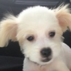 アグリドッグレスキュー譲渡会 サムネイル2