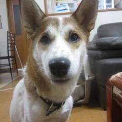 アグリドッグレスキュー譲渡会 サムネイル3