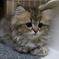 モリ=サン・ミルフィ